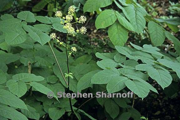 aralia californica 6 graphic